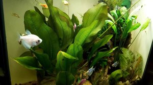 Аквариум 60л спустя год