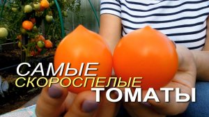 Эти томаты созревают САМЫЕ ПЕРВЫЕ в открытом грунте! Советы от ЗЕЛЕНОГО ОГОРОДА!