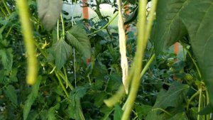 ВИГНА КИТАЙСКАЯ ФАСОЛЬ