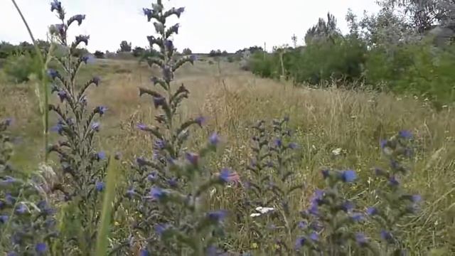 Лекарственное растение синяк обыкновенный