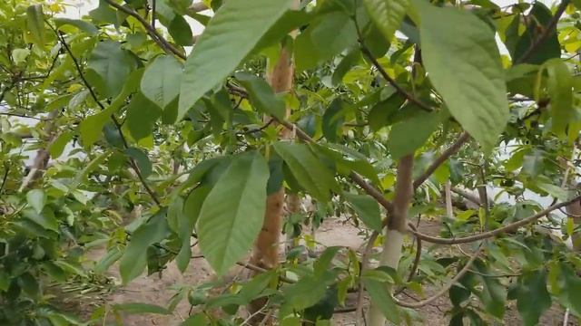 АЗИМИНА. Как выглядят деревья через полтора месяца после первого цветения. смотреть онлайн