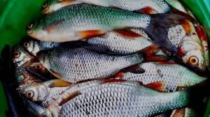 Какие 4 речные рыбы нельзя класть в рыбное блюдо?