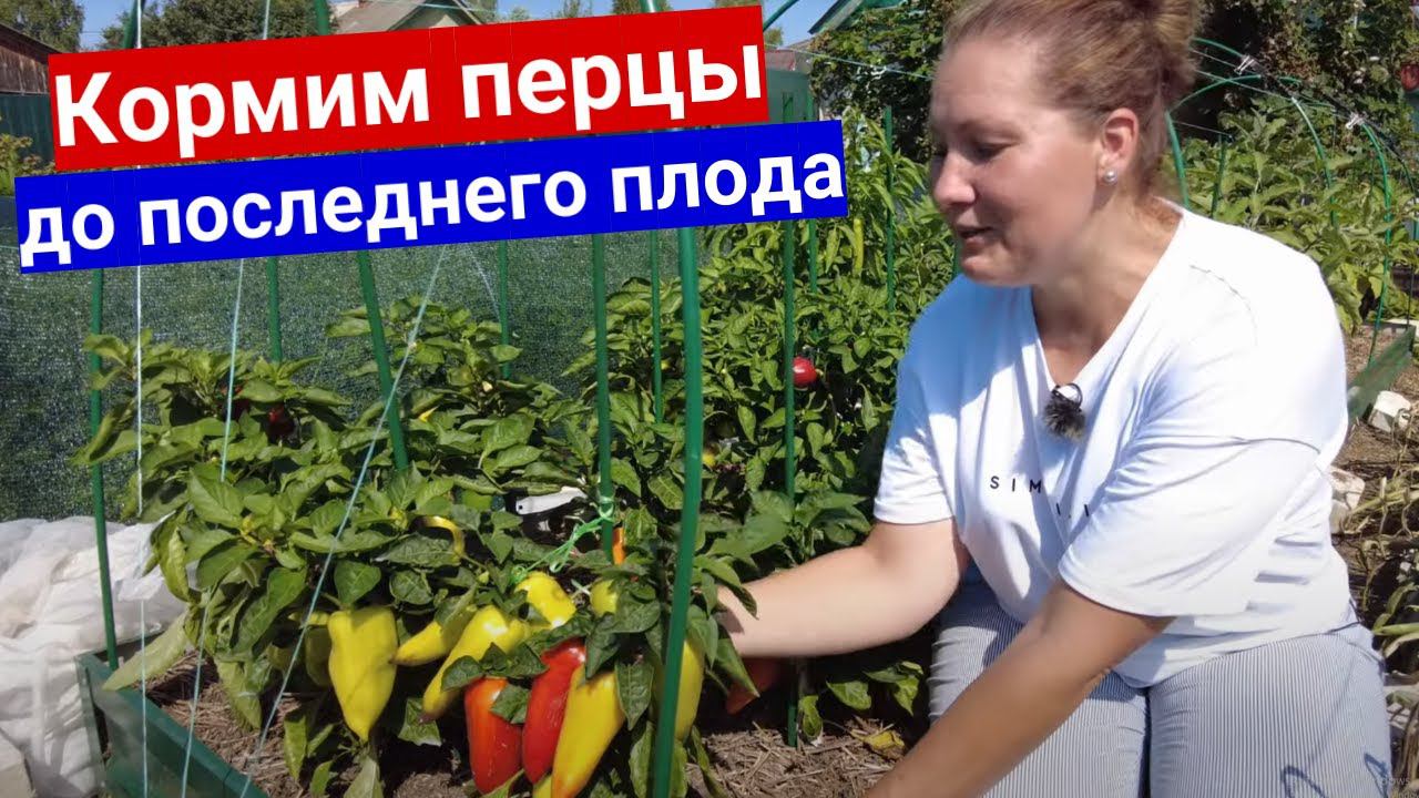 Перцы созревают, подкормки Не прекращаем! Кормим перцы на убой до последнего плода!