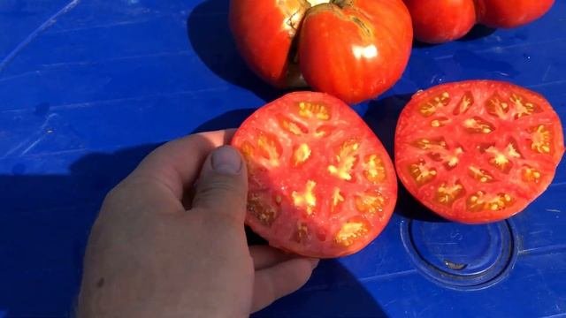 Томат Берег Святого Андре.  Cote de Saint-Andre tomato