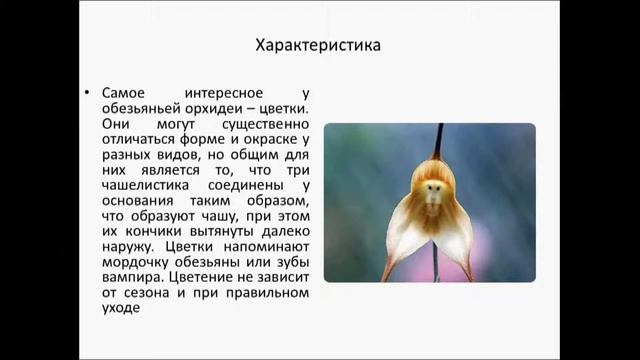 Орхидея Обезьянья Дракула смотреть онлайн