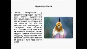 Орхидея Обезьянья Дракула