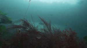 Victoria Pier underwater - August 2022