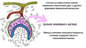 Развитие зубов часть (2). Эмалевый орган. Зубной сосочек. Зубной мешочек.