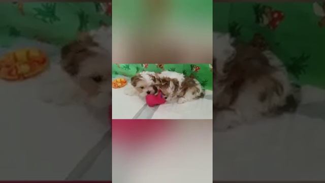 Эксклюзив!!! цветные йорки, алиментные щенки.