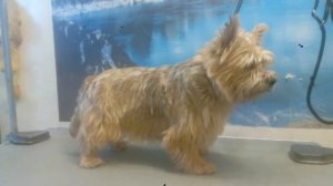 груминг норвич терьера