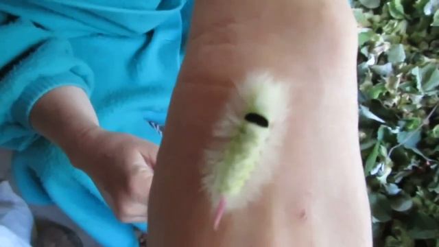 ГУСЕНИЦА С РОЗОВЫМ ХВОСТОМ 3
