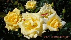 Роза чайно-гибридная Беролина (rose berolina) ? Беролина обзор: как сажать, саженцы розы Беролина