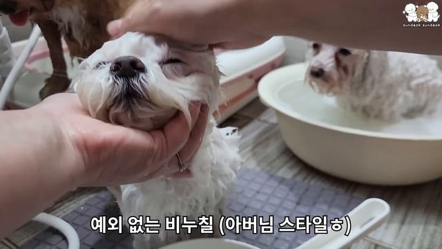 엄마 혼자서 강아지 세 마리 목욕 시키기!! 😮