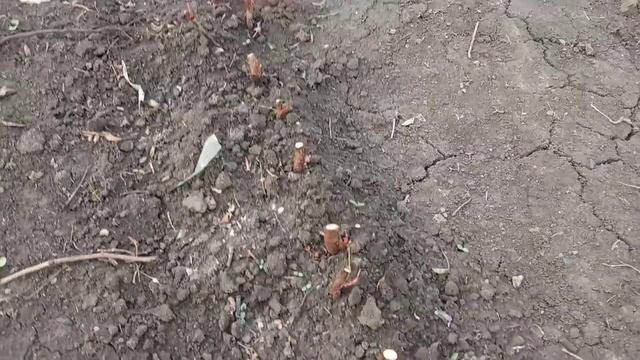 ВАЖНО!!!БЕЗ ЭТОГО РОЗА НЕ БУДЕТ РАСТИ.ПЕРВАЯ ОБРАБОТКА РОЗ ВЕСНОЙ смотреть онлайн