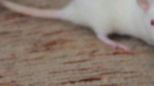 Белые крысы играются. Альбиносы.