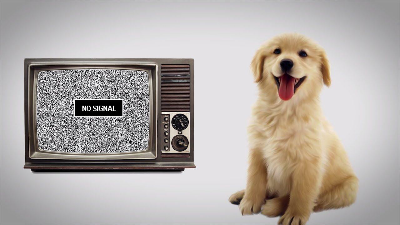 Собаки смотрят телевизор. Собаки телик. Собака ТВ. Собака реагирует на телевизор. Собака над экраном.