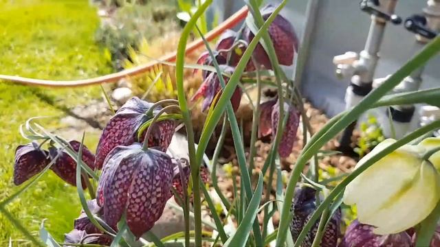 Fritillaria meleagris in bloom ? смотреть онлайн