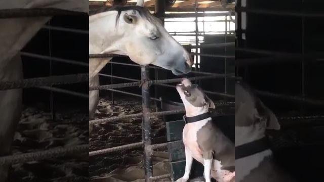 Это надо видеть