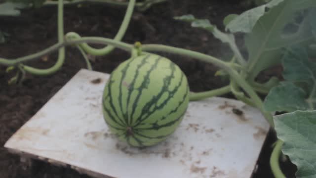 Арбузы и дыни в открытом грунте. Часть 1. (03.07.21)