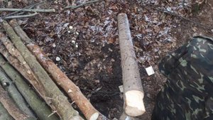 Землянка в лесу. Первые испытания и не удачи