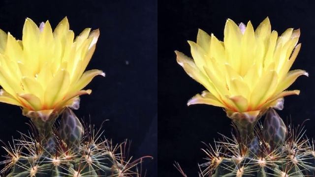 Hamatocactus setispinus - flower opening смотреть онлайн