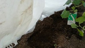 ПОСАДКА ОГУРЦОВ в теплую лунку. Урожайный способ выращивания огурцов.