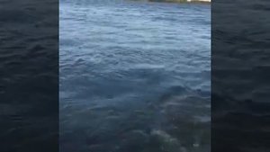 Рыбалка в Астрахани на сазана. Село Вышка. #ГостеаойДомНавигатор.