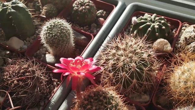 Коллекция кактусов и суккулентов в середине лета . Рассуждения о поливе) Обзор от 15 июля... смотреть онлайн