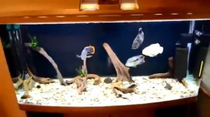 Красивые аквариумные рыбки акара цихлиды Акары бирюзовые и астронотусы