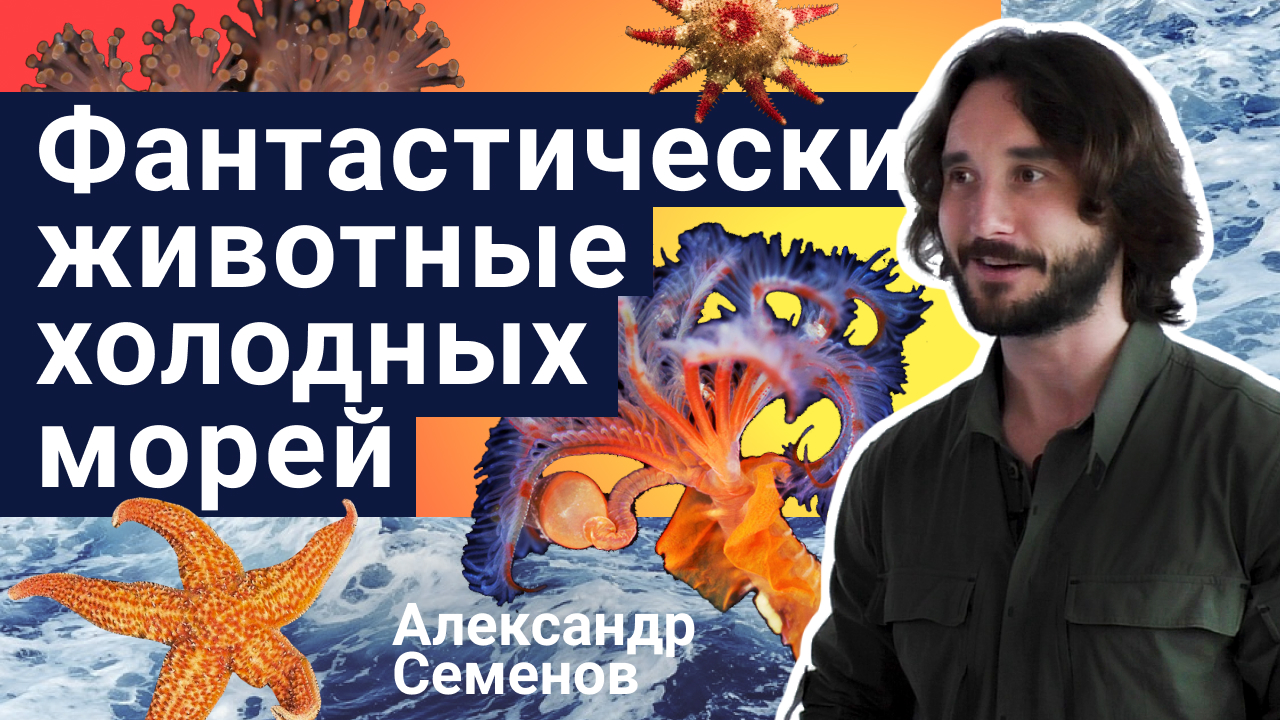 Фантастические животные холодных морей - Александр Семенов | Стань учёным!