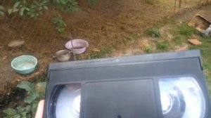 Как отпугивать птиц от деревьев