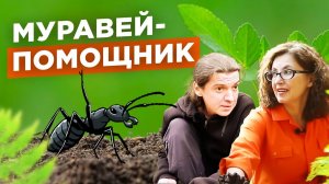 Муравьи создали идеальную почву на участке. №1 / Мария Винокур и Данила Горюнов Strogoorganic.