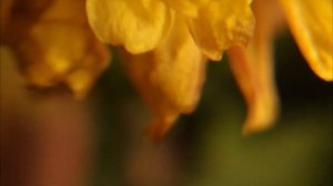 МАКРОСЪЁМКА| Тестирую макрообъектив| 5 минут осенних цветов в деталях ??