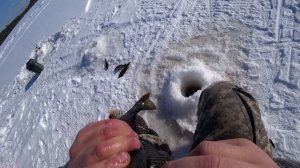 Мешок окуня с двух лунок. Рыбалка с ночевой.ХМАО