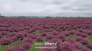 Allium 'Cherry' - FarmerGracy.co.uk