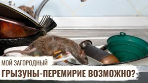 Грызуны - перемирие возможно? // Мой Загородный