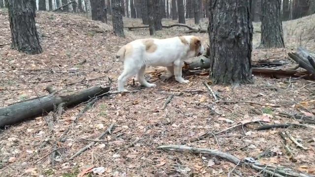 Питомник "Алабай 62". Щенки среднеазиатской овчарки (алабай) на прогулке смотреть онлайн