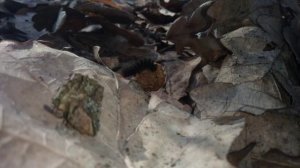 Нашел необычную гусеницу в лесу и принес ее домой