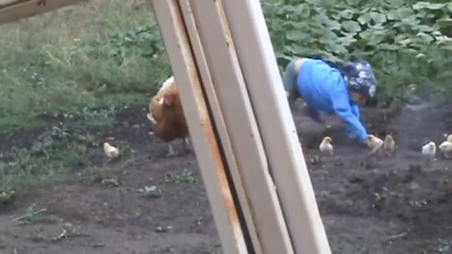 гадкий цыпленок смотреть онлайн