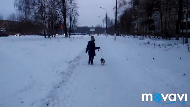 Щенок хаски голубые глазки