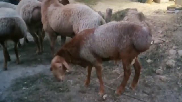 Эдельбай Арашан кочкорлор сатылат.🐑🐑 Т: 0222 788 959 смотреть онлайн