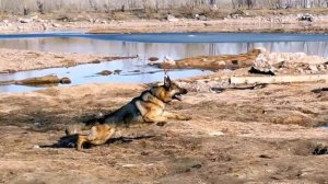 Немецкая Овчарка самая лучшая собака