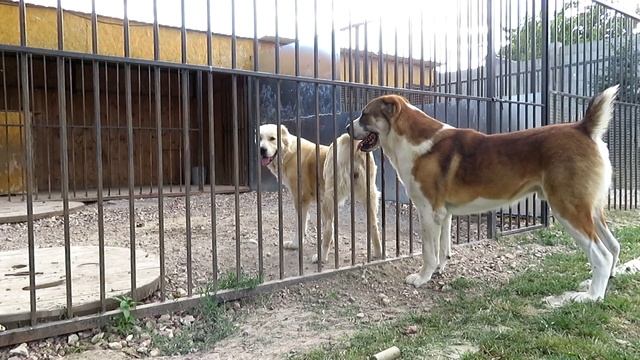 Алабаи Крыма | Когда сука среднеазиатской овчарки готова к вязке. смотреть онлайн