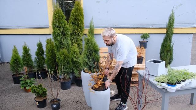 Озеленение открытых пространств кафе и веранд | Советы от Ильи Гомыранова