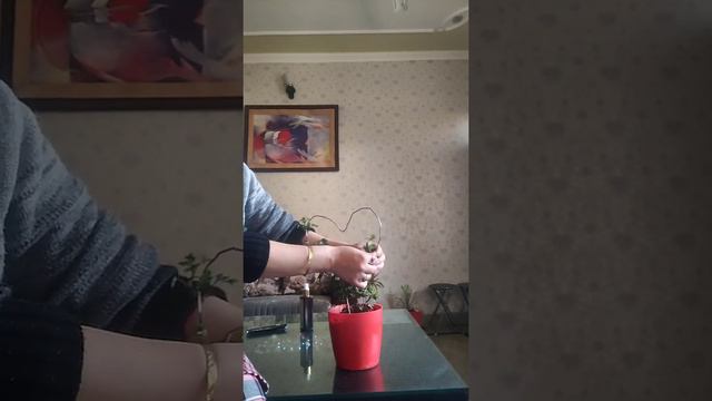 Beautiful and easy  English Ivy Topiary/ How to make Topiary смотреть онлайн