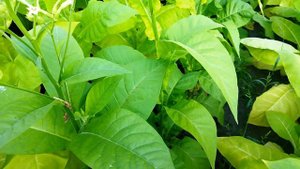 Кубан Криолло 98 (Cuban Criollo 98) .