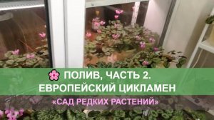 Полив, часть 2. Европейский цикламен, альпийская фиалка