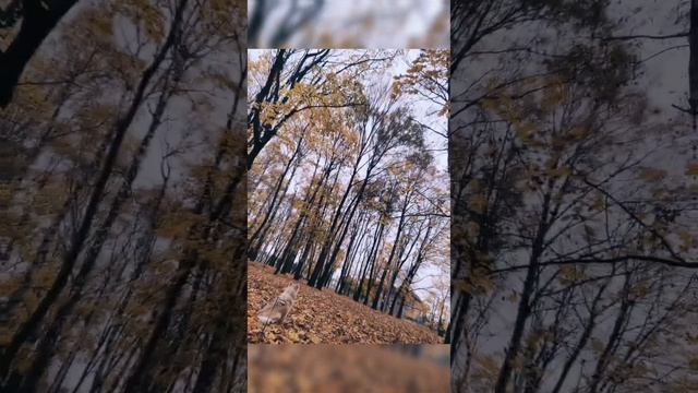 В поисках учителя