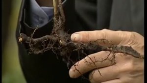 Малина обыкновенная (Rubus idaeus). Травник Гордеев М.В.