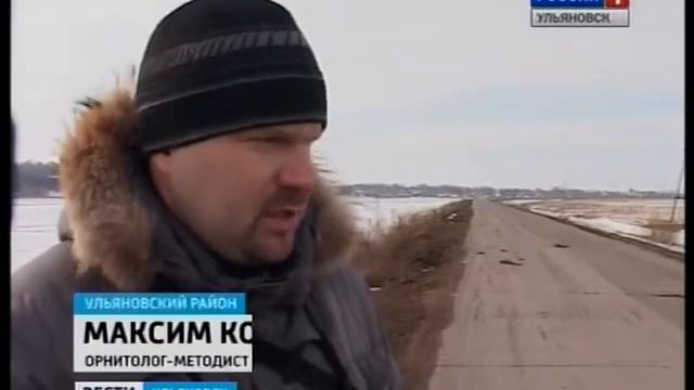 Птицы на дороге.avi смотреть онлайн